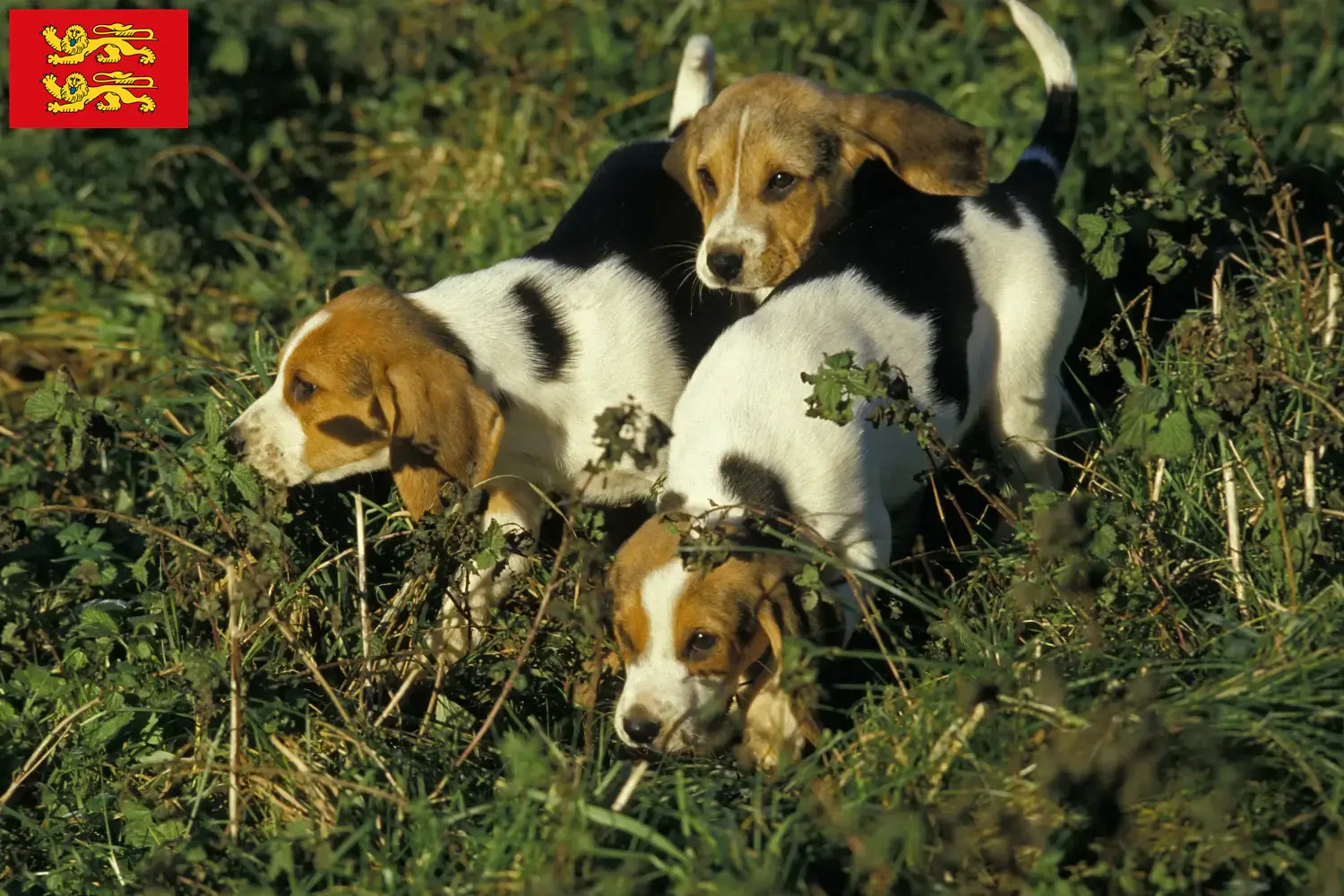 Chien d'Artois Welpen und Züchter Normandie Hier findest Du Chien d'Artois Züchter in der Normandie.
