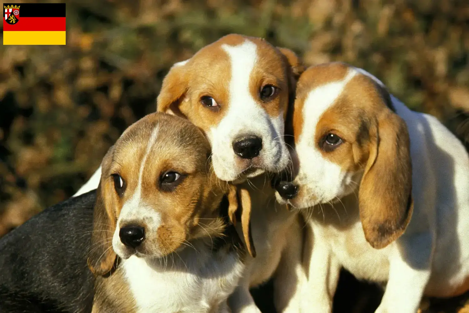 Chien d'Artois Welpen und Züchter Rheinland-Pfalz Hier findest Du Chien d'Artois Züchter in Rheinland-Pfalz.