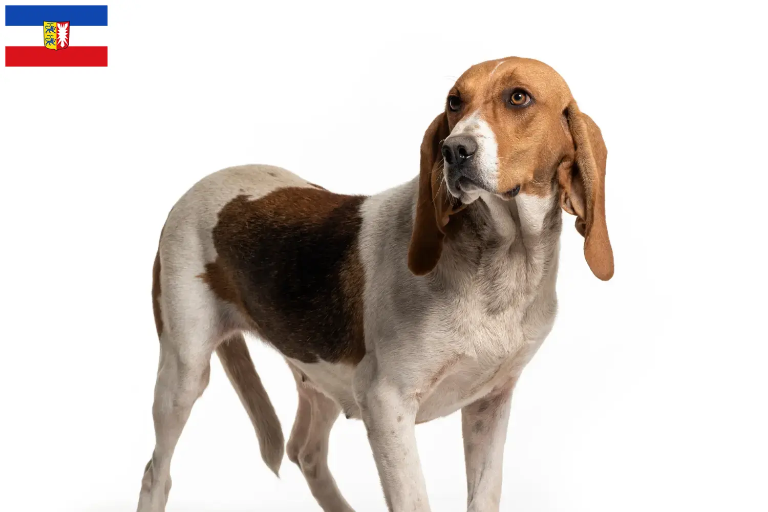 Chien d'Artois Welpen und Züchter Schleswig-Holstein Hier findest Du Chien d'Artois Züchter in Schleswig-Holstein.