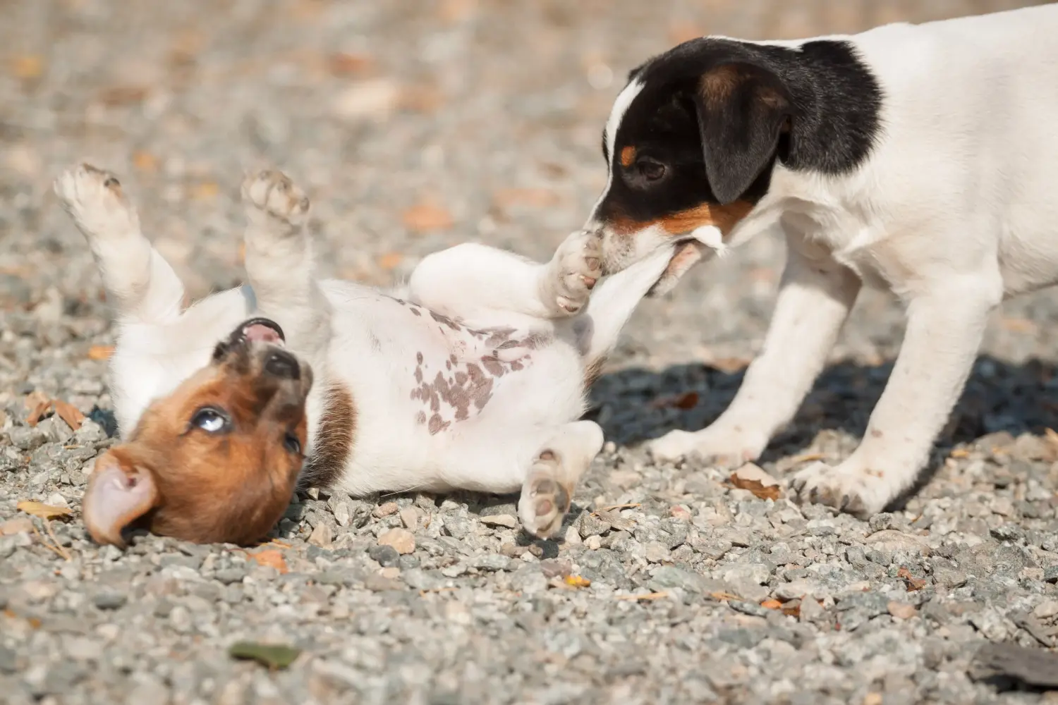 Einen Danish-Swedish Farmdog Welpen zu kaufen, bedeutet Verantwortung zu übernehmen! Danish-Swedish Farmdog Welpen kaufen.