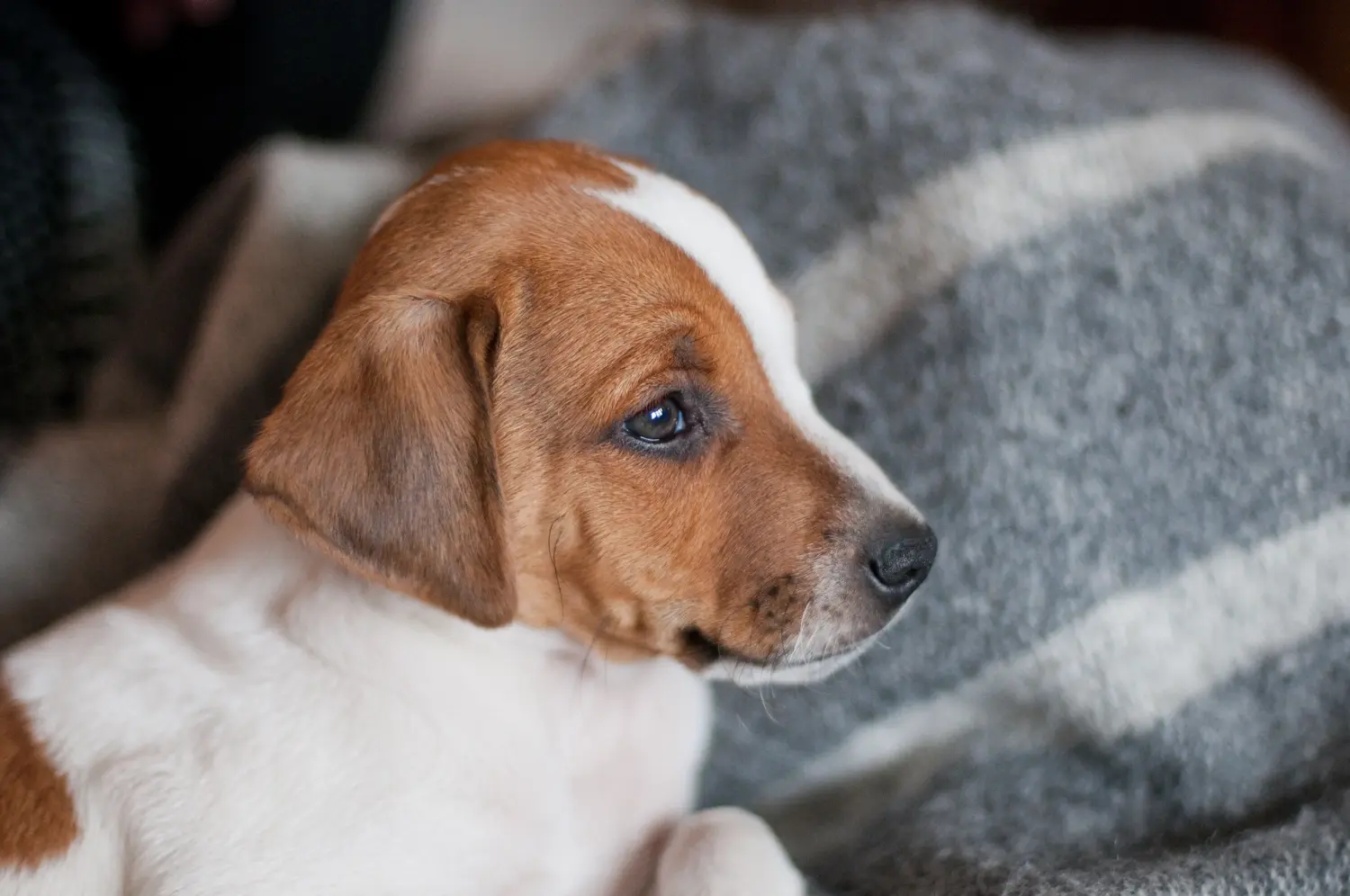 Einen Danish-Swedish Farmdog Welpen zu kaufen, bedeutet Verantwortung zu übernehmen! Danish-Swedish Farmdog Welpen kaufen.