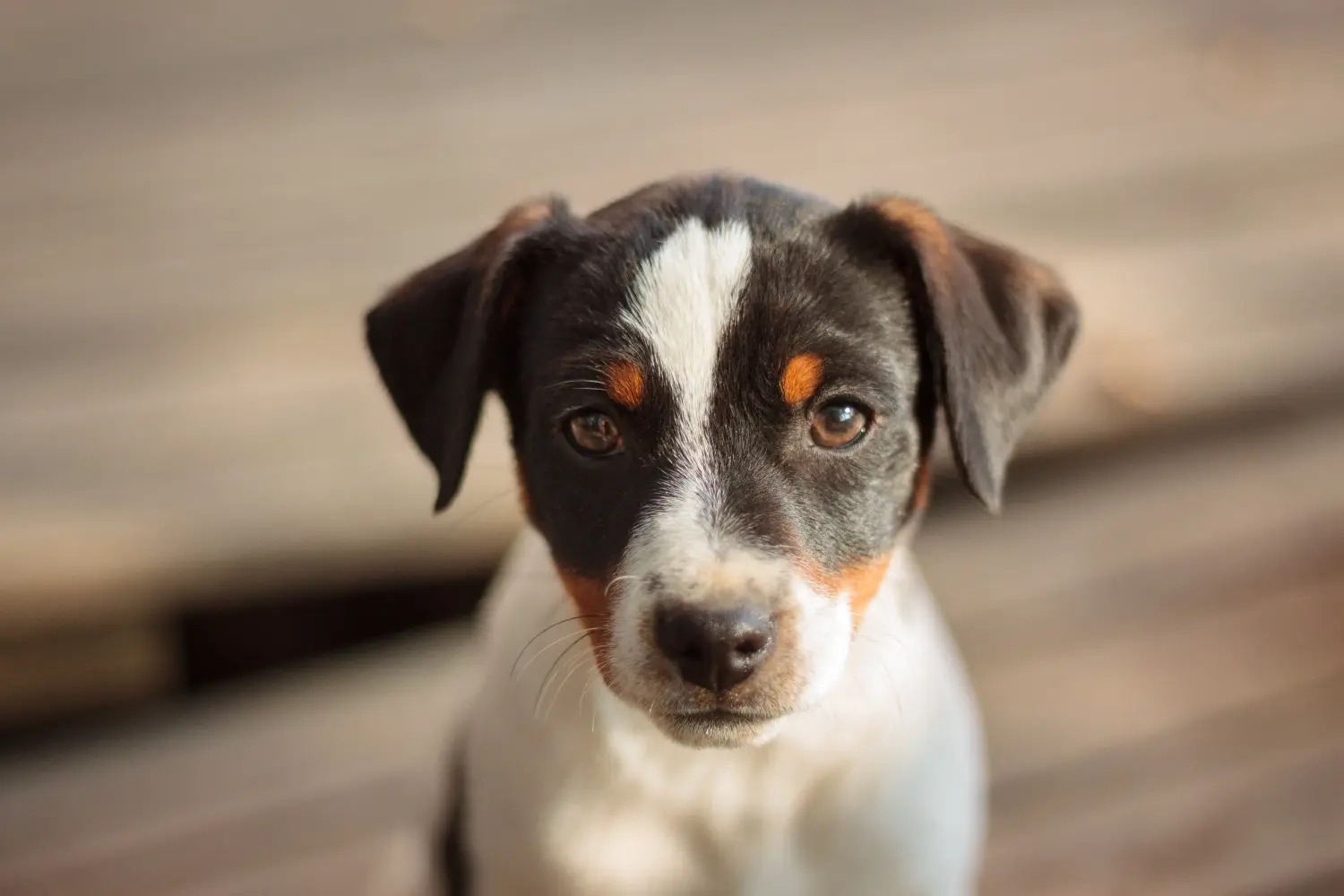 Einen Danish-Swedish Farmdog Welpen zu kaufen, bedeutet Verantwortung zu übernehmen! Danish-Swedish Farmdog Welpen kaufen.