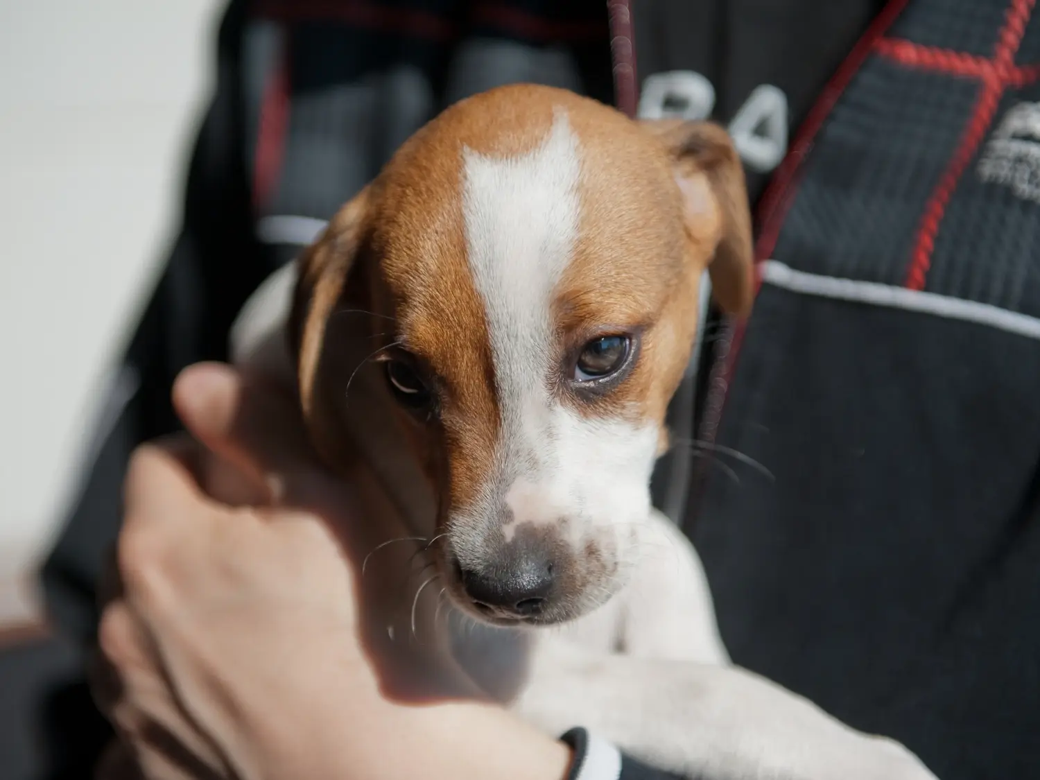 Einen Danish-Swedish Farmdog Welpen zu kaufen, bedeutet Verantwortung zu übernehmen! Danish-Swedish Farmdog Welpen kaufen.