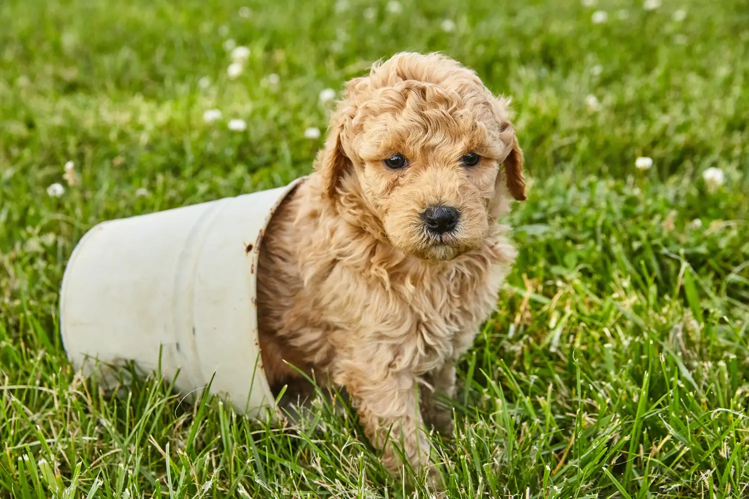 Einen Goldendoodle Welpen zu kaufen, bedeutet Verantwortung zu übernehmen! Goldendoodle Welpen kaufen.