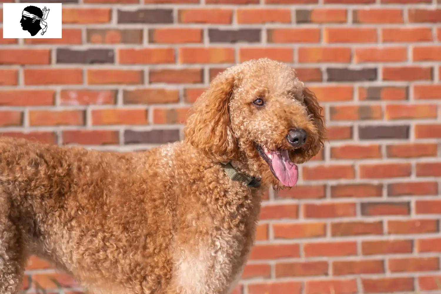 Goldendoodle Welpen und Züchter Korsika Hier findest Du Goldendoodles Züchter auf Korsika.