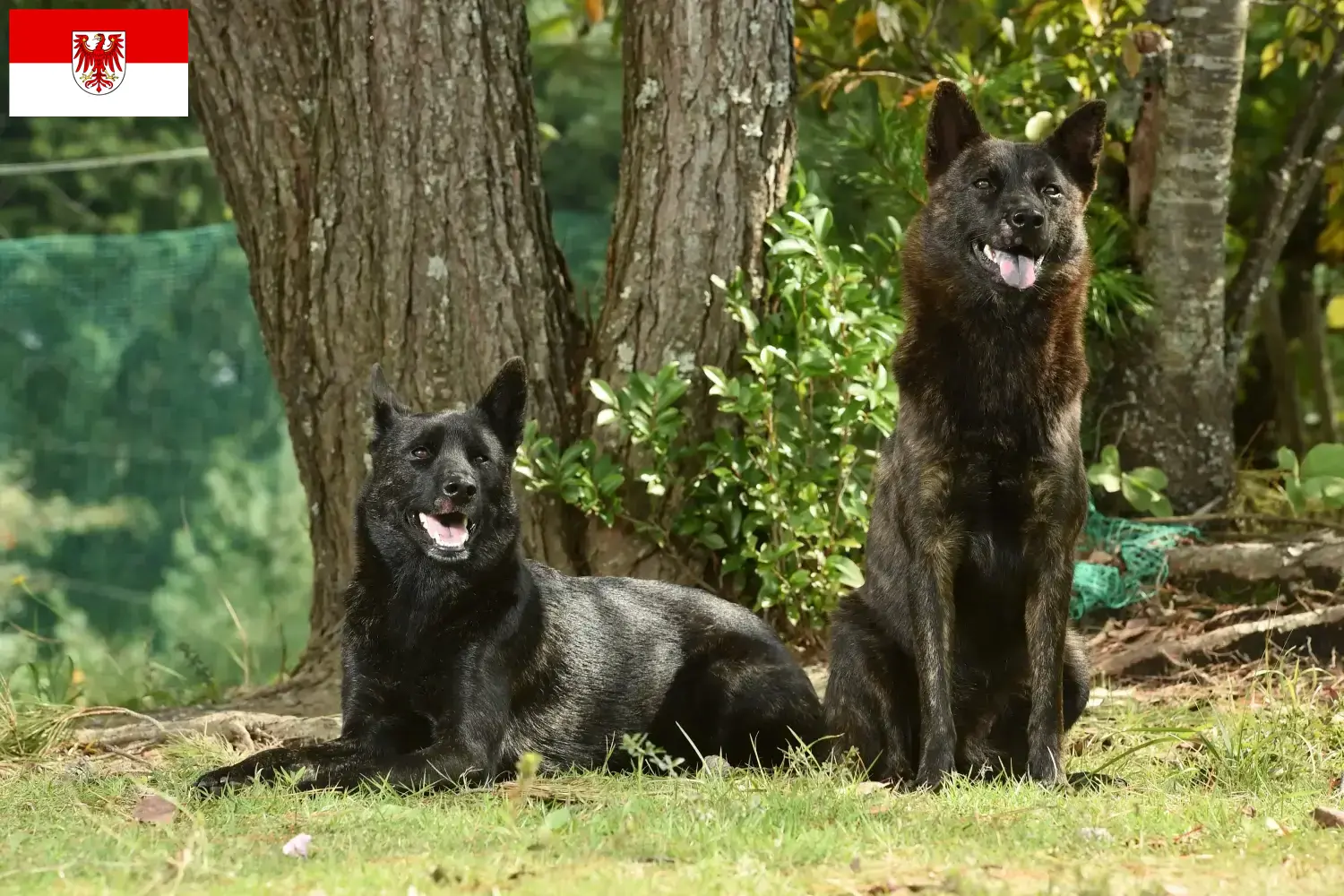 Kai Welpen und Züchter Brandenburg Hier findest Du Kais Züchter in Brandenburg.