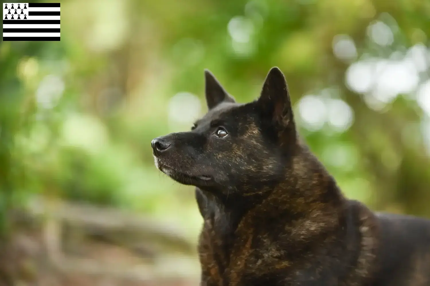 Kai Welpen und Züchter Bretagne Hier findest Du Kais Züchter in der Bretagne .