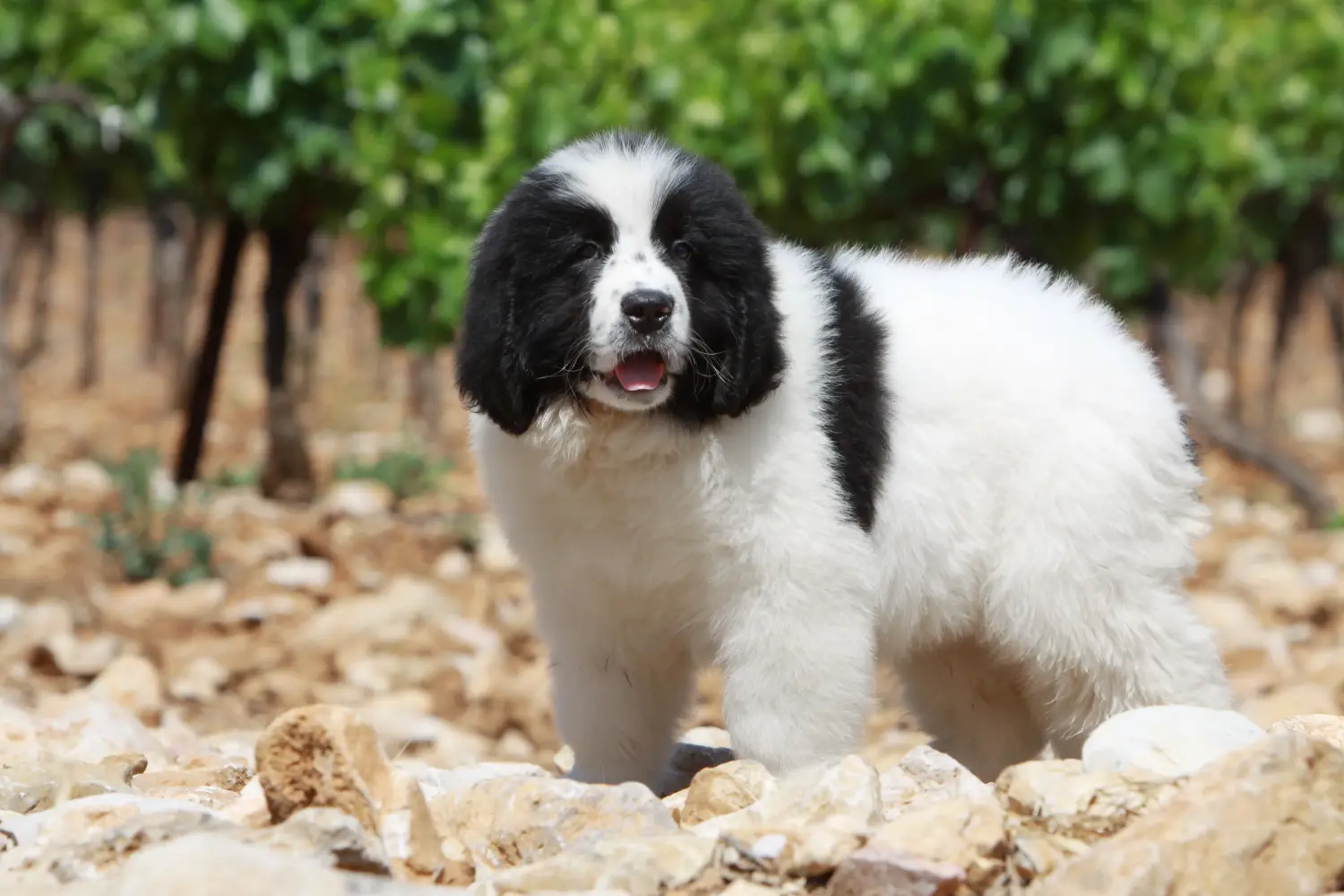 Einen Landseer Welpen zu kaufen, bedeutet Verantwortung zu übernehmen! Landseer Welpen kaufen.