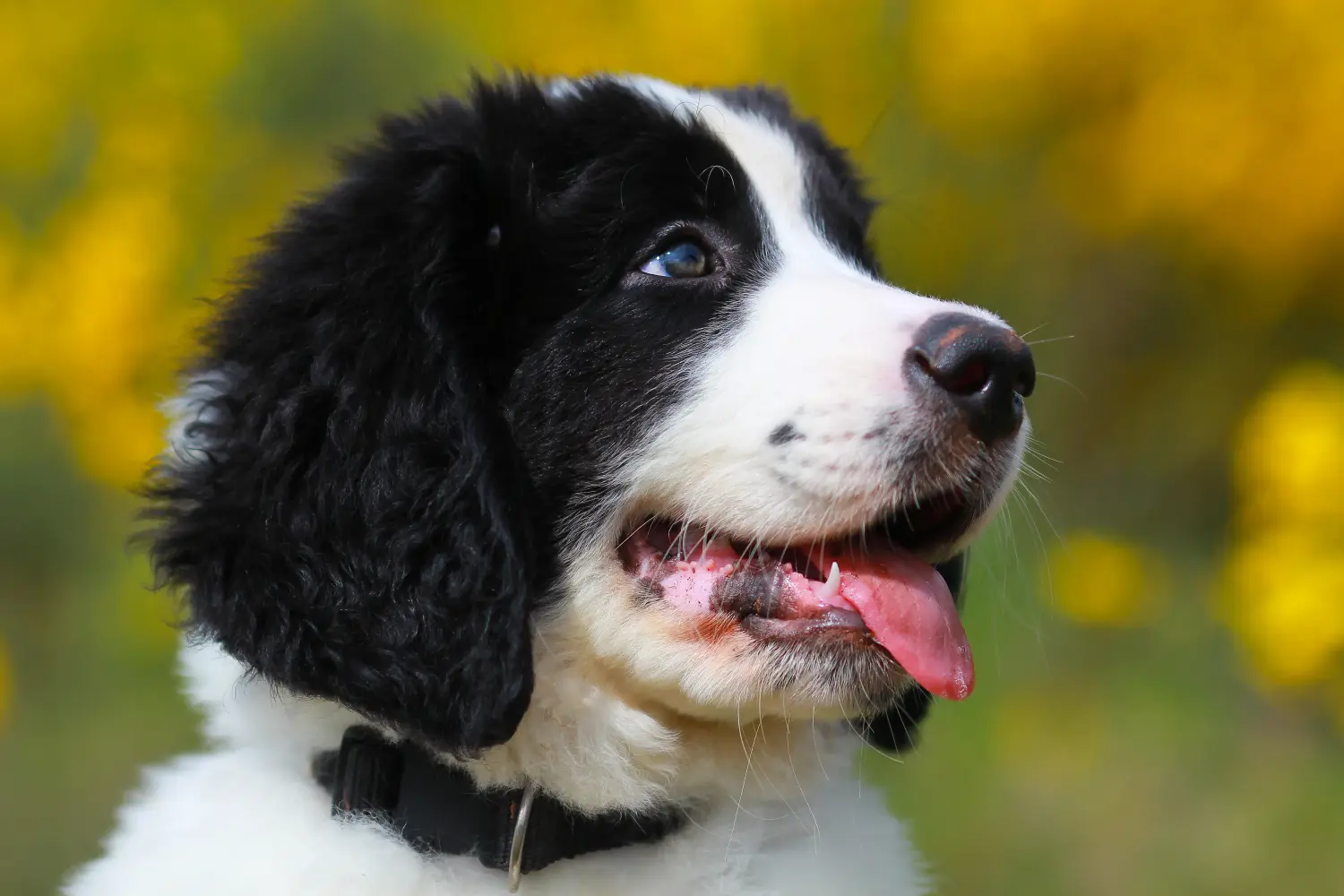 Einen Landseer Welpen zu kaufen, bedeutet Verantwortung zu übernehmen! Landseer Welpen kaufen.