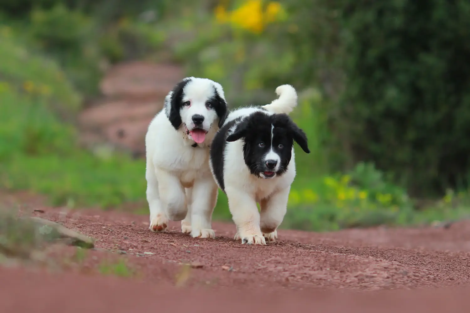 Einen Landseer Welpen zu kaufen, bedeutet Verantwortung zu übernehmen! Landseer Welpen kaufen.