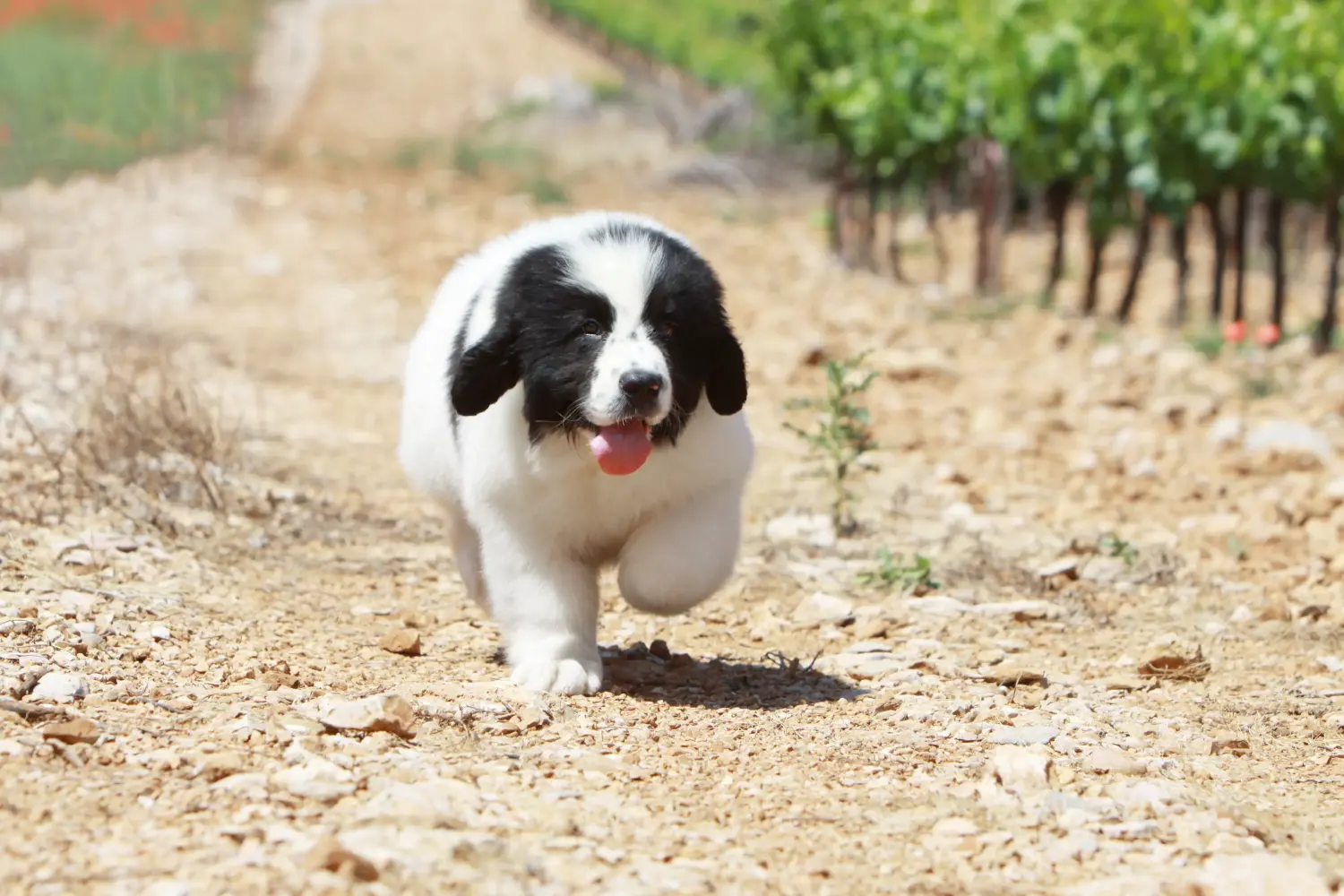 Einen Landseer Welpen zu kaufen, bedeutet Verantwortung zu übernehmen! Landseer Welpen kaufen.