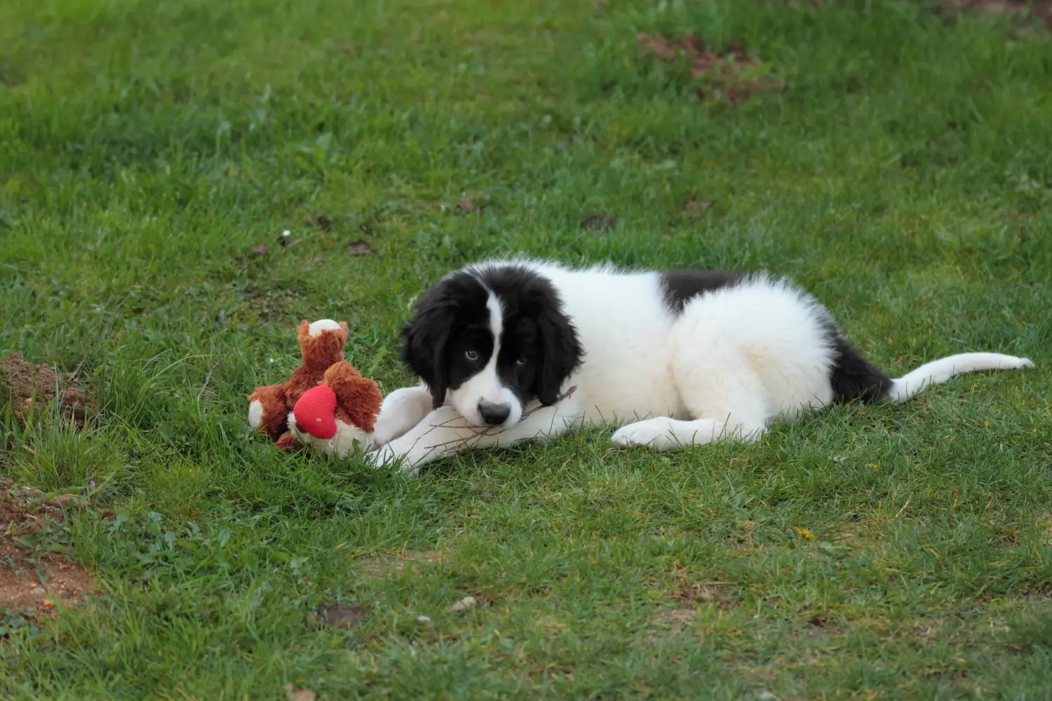Einen Landseer Welpen zu kaufen, bedeutet Verantwortung zu übernehmen! Landseer Welpen kaufen.