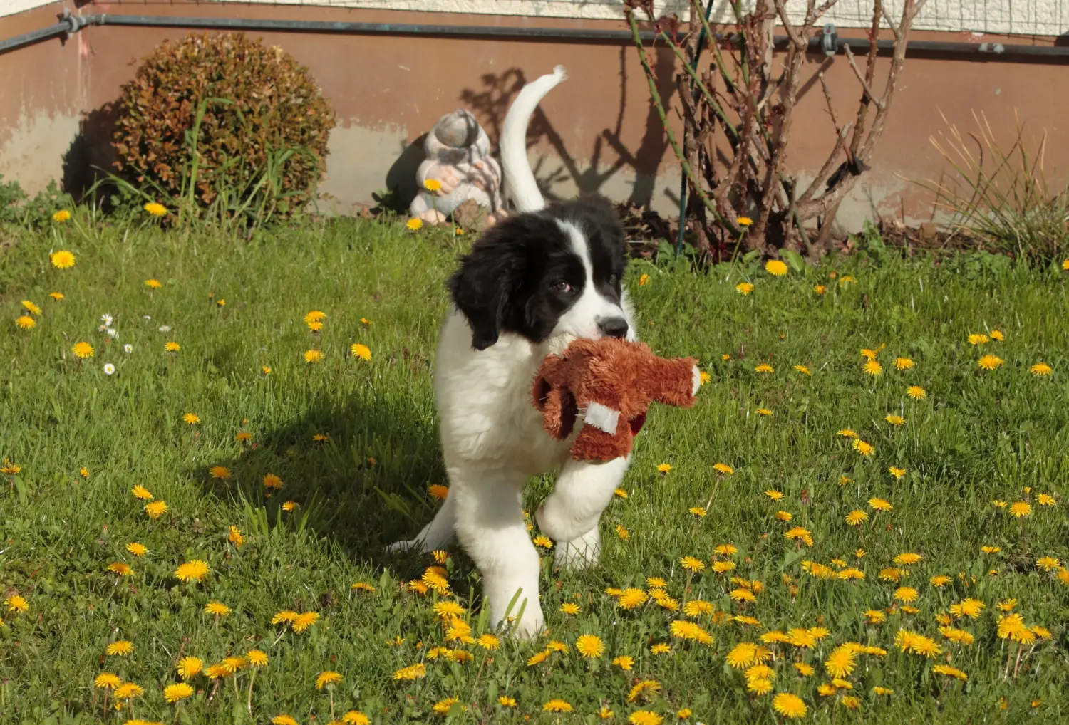 Einen Landseer Welpen zu kaufen, bedeutet Verantwortung zu übernehmen! Landseer Welpen kaufen.