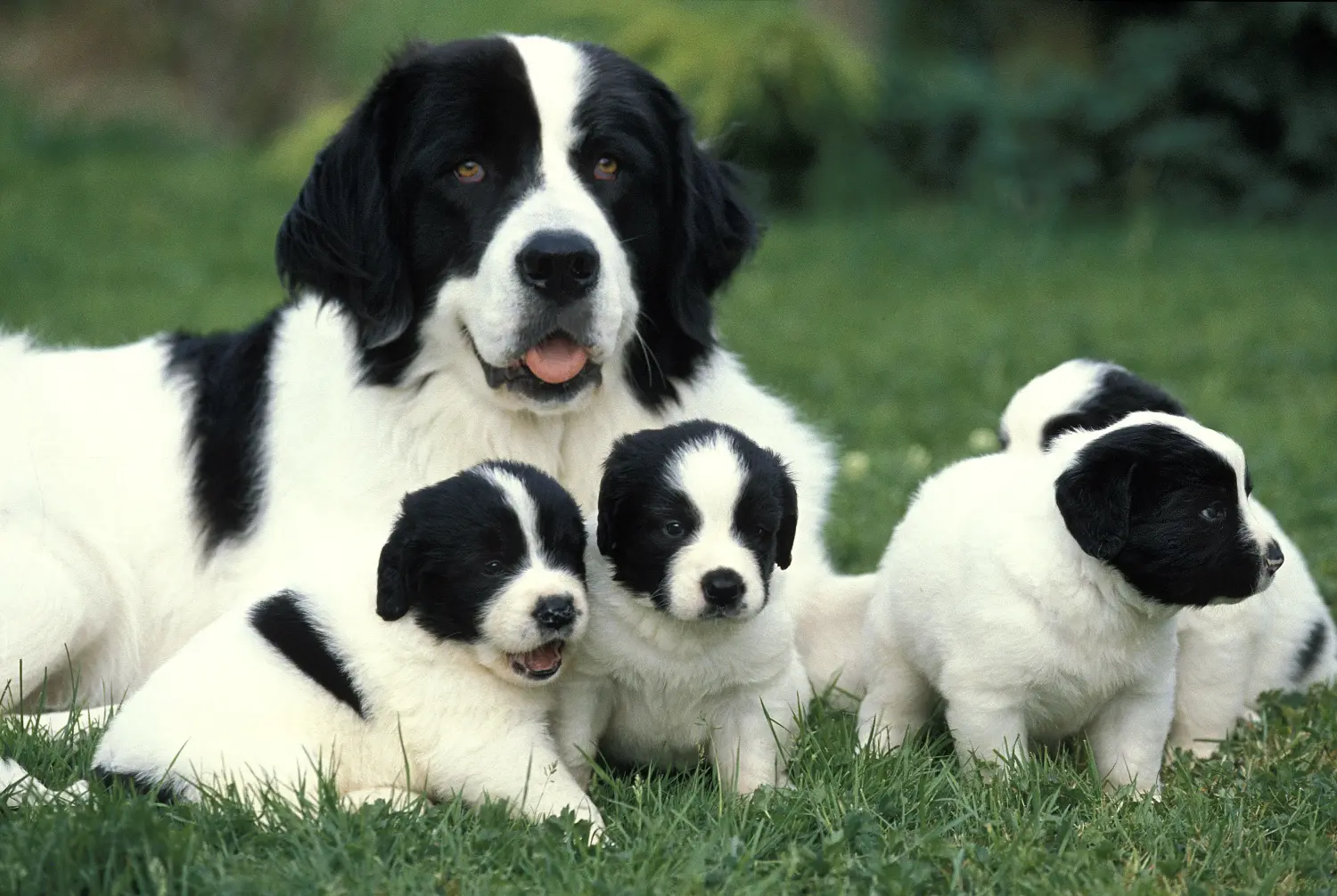Einen Landseer Welpen zu kaufen, bedeutet Verantwortung zu übernehmen! Landseer Welpen kaufen.