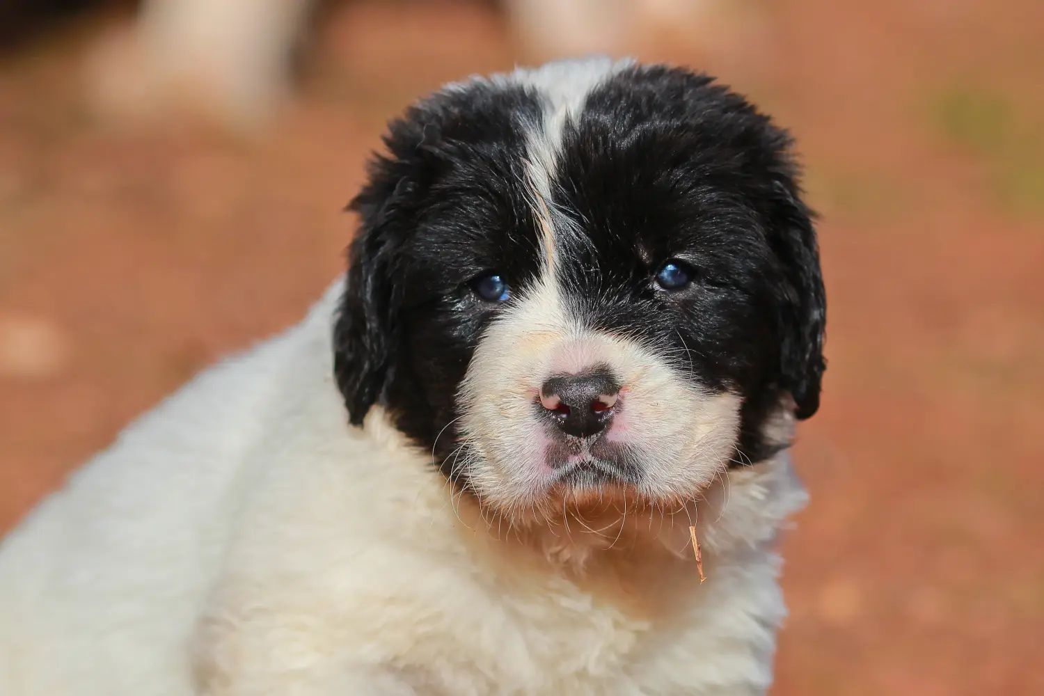 Einen Landseer Welpen zu kaufen, bedeutet Verantwortung zu übernehmen! Landseer Welpen kaufen.