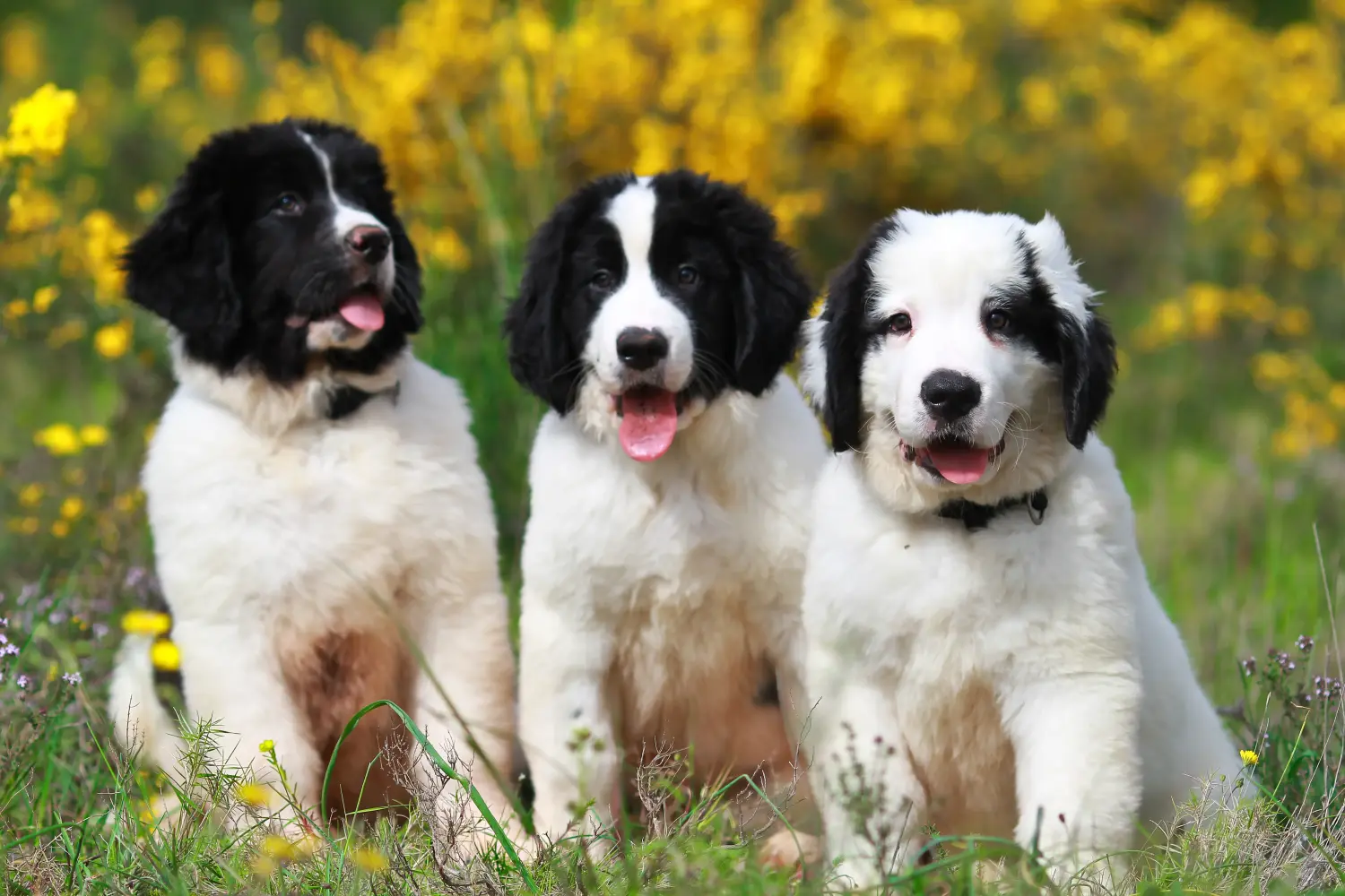 Einen Landseer Welpen zu kaufen, bedeutet Verantwortung zu übernehmen! Landseer Welpen kaufen.