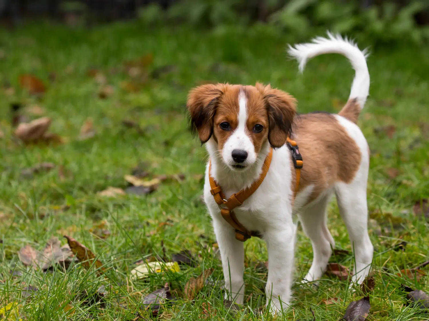 Einen Nederlandse Kooikerhondje Welpen zu kaufen, bedeutet Verantwortung zu übernehmen! Nederlandse Kooikerhondje Welpen kaufen.