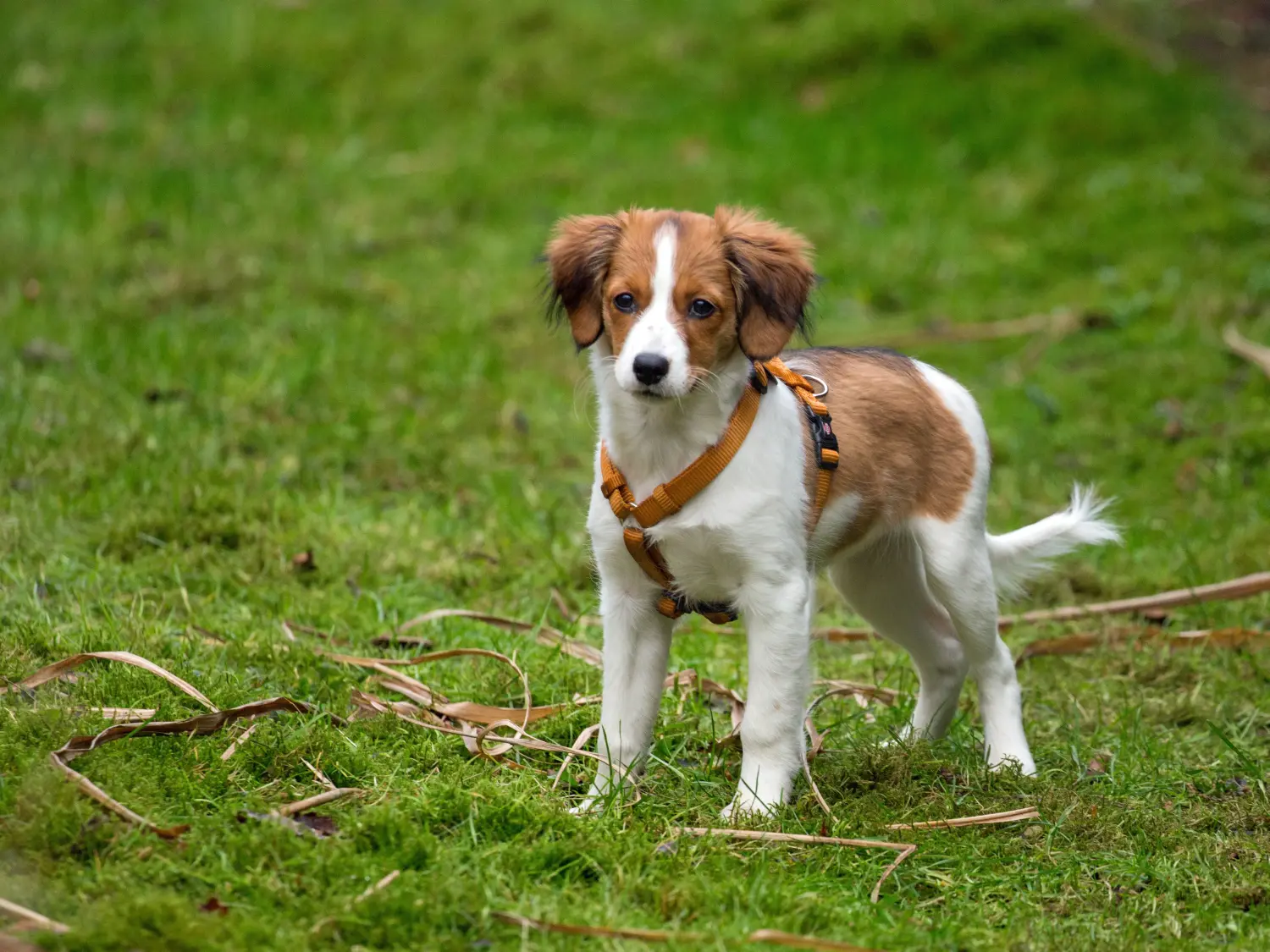 Einen Nederlandse Kooikerhondje Welpen zu kaufen, bedeutet Verantwortung zu übernehmen! Nederlandse Kooikerhondje Welpen kaufen.