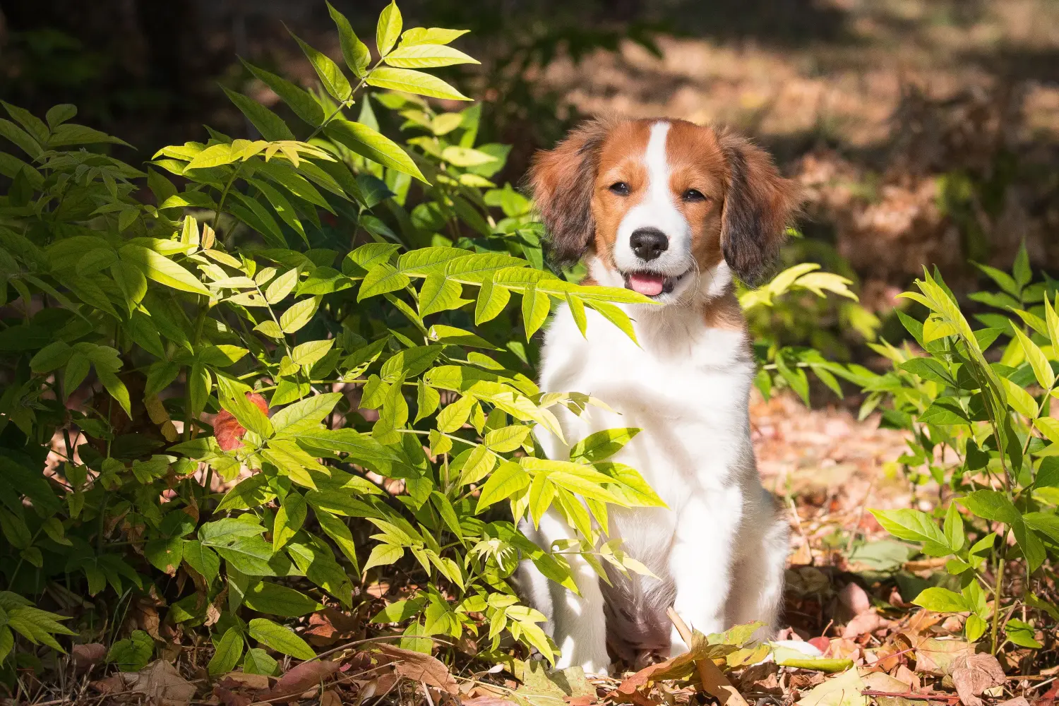 Einen Nederlandse Kooikerhondje Welpen zu kaufen, bedeutet Verantwortung zu übernehmen! Nederlandse Kooikerhondje Welpen kaufen.