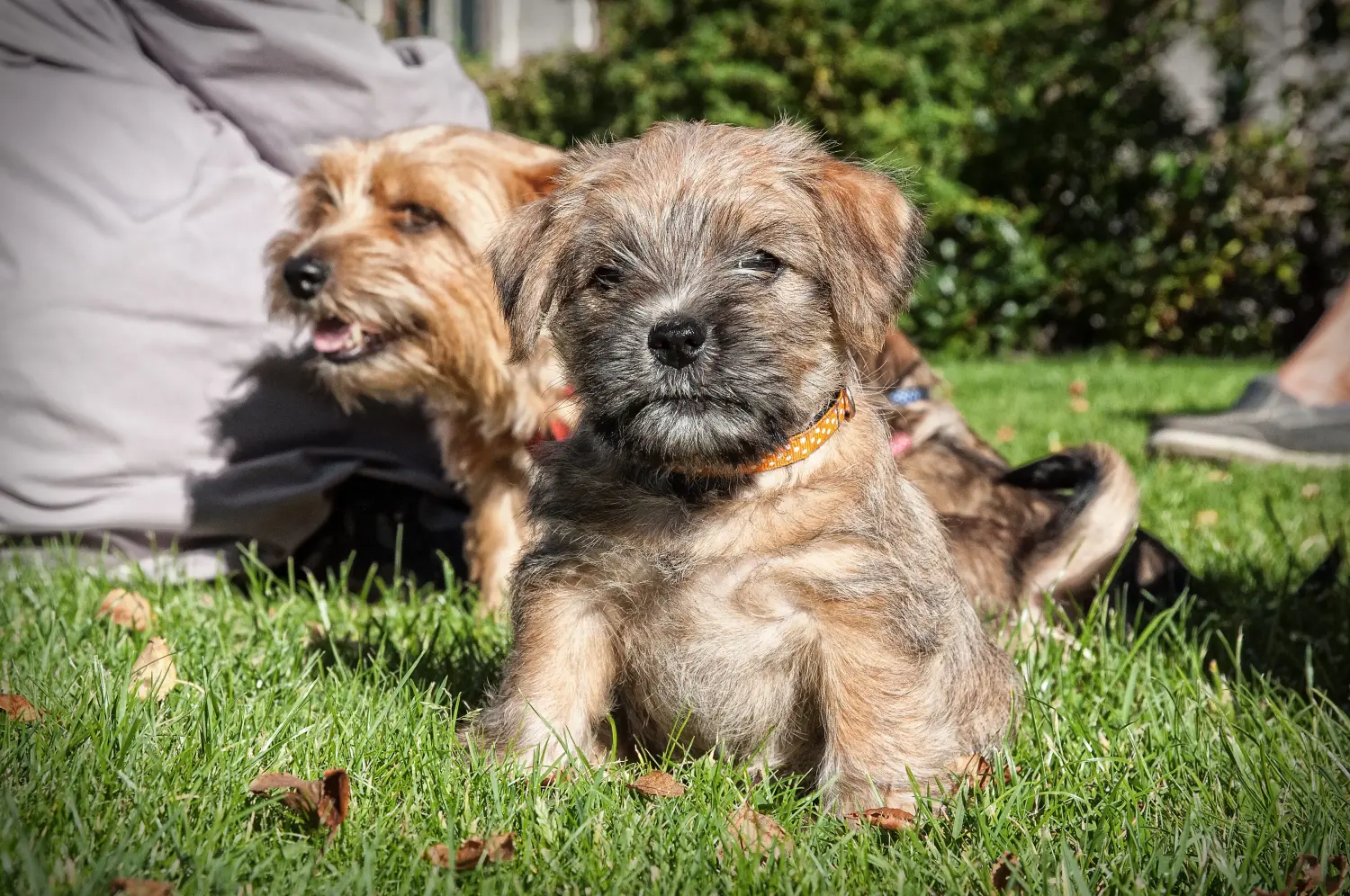 Einen Norfolk Terrier Welpen zu kaufen, bedeutet Verantwortung zu übernehmen! Norfolk Terrier Welpen kaufen.