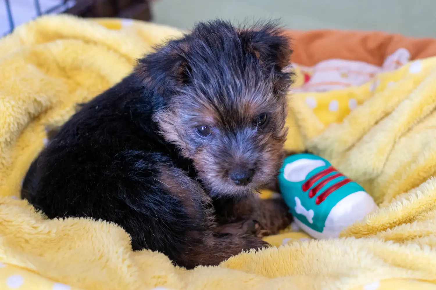 Einen Norfolk Terrier Welpen zu kaufen, bedeutet Verantwortung zu übernehmen! Norfolk Terrier Welpen kaufen.