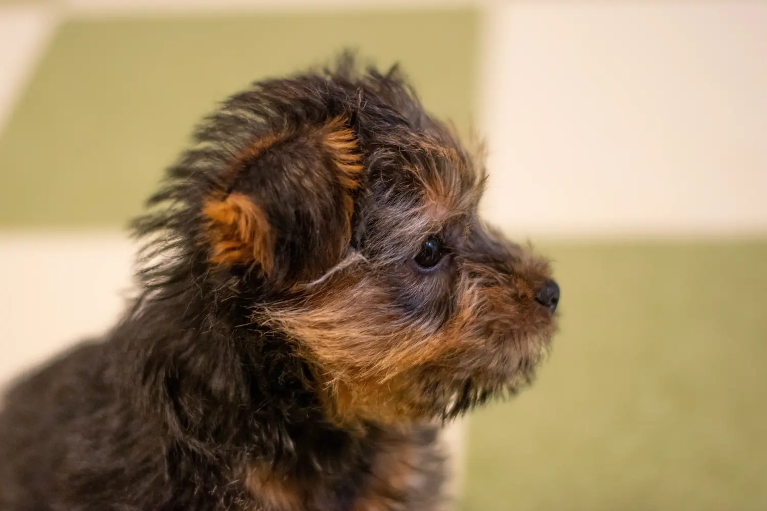 Einen Norfolk Terrier Welpen zu kaufen, bedeutet Verantwortung zu übernehmen! Norfolk Terrier Welpen kaufen.