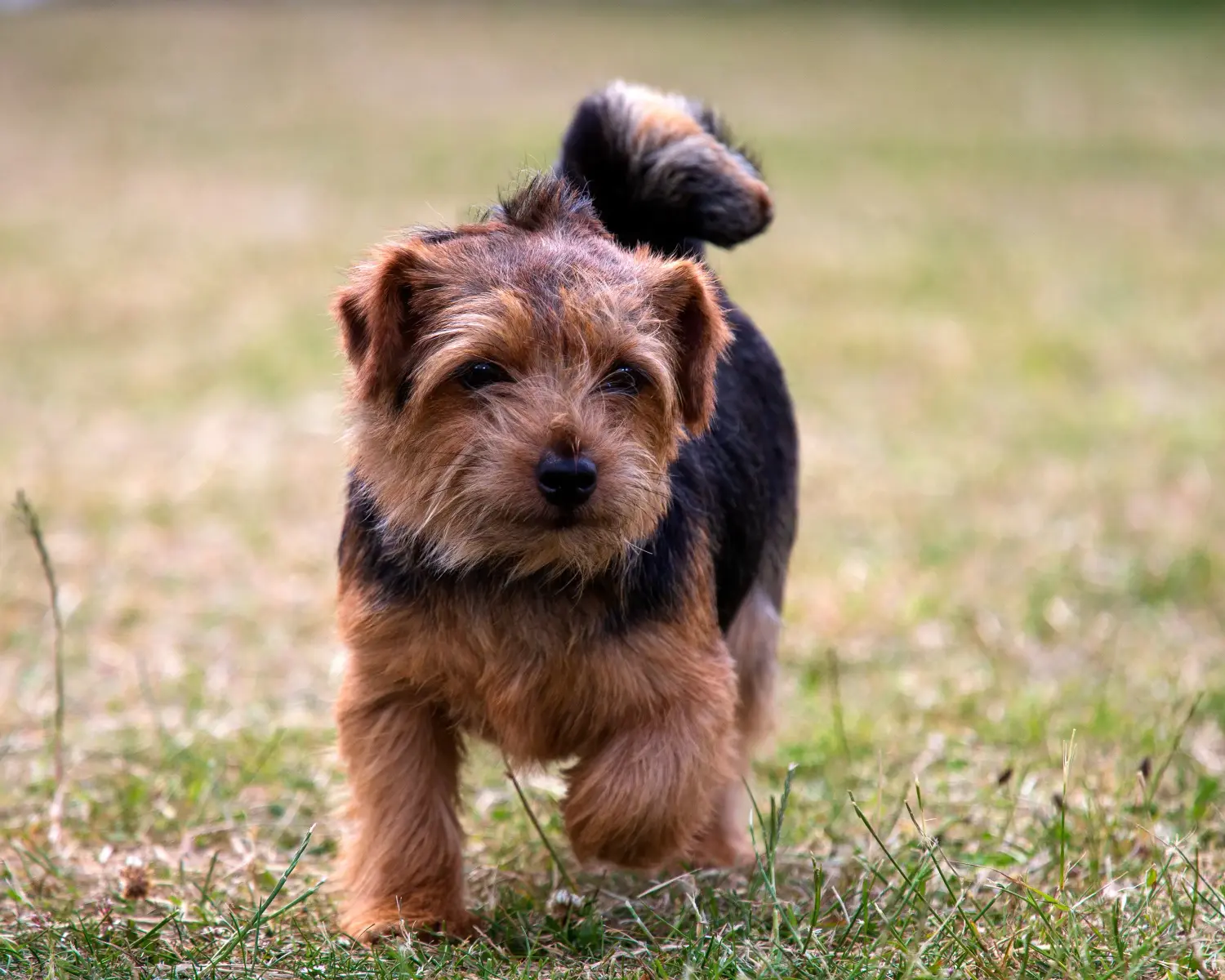 Einen Norfolk Terrier Welpen zu kaufen, bedeutet Verantwortung zu übernehmen! Norfolk Terrier Welpen kaufen.