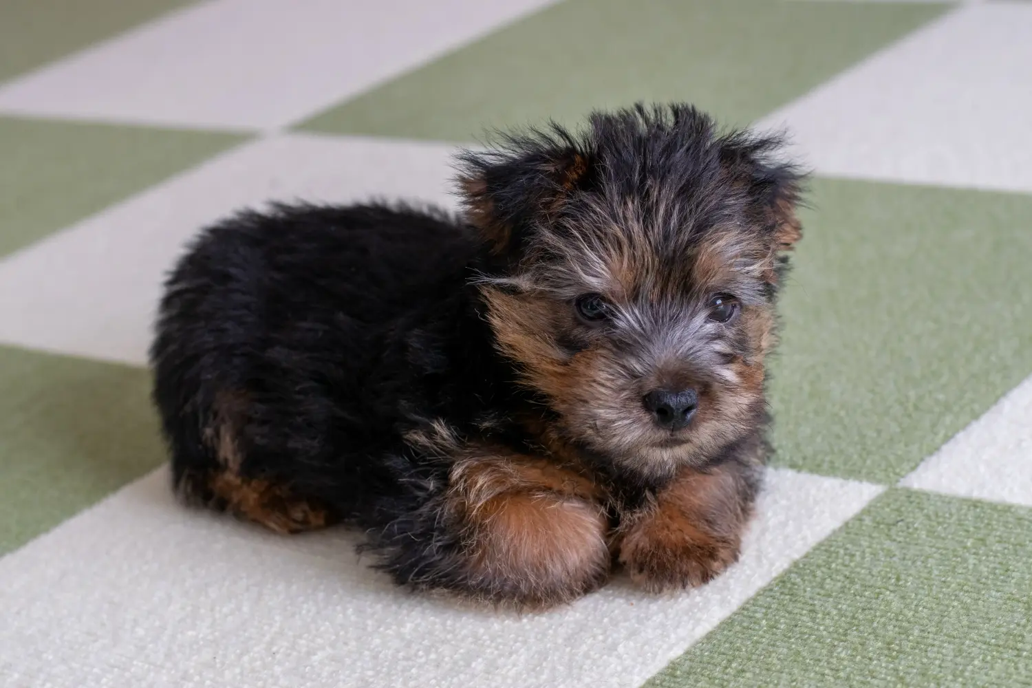 Einen Norfolk Terrier Welpen zu kaufen, bedeutet Verantwortung zu übernehmen! Norfolk Terrier Welpen kaufen.