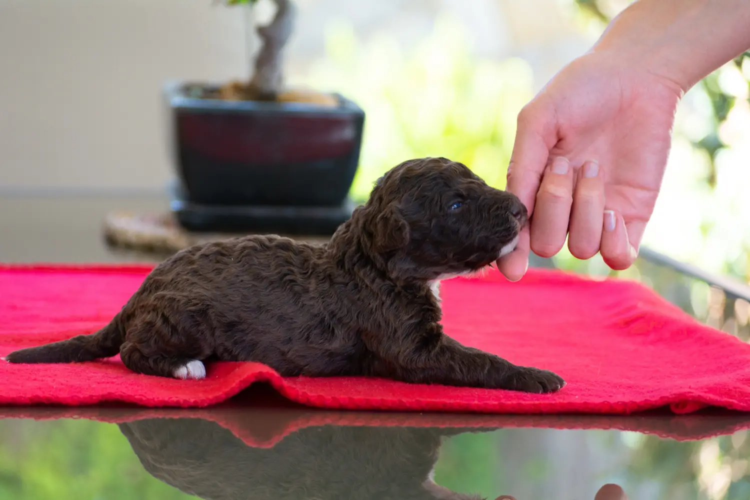 Einen Perro de Agua Español Welpen zu kaufen, bedeutet Verantwortung zu übernehmen! Perro de Agua Español Welpen kaufen.