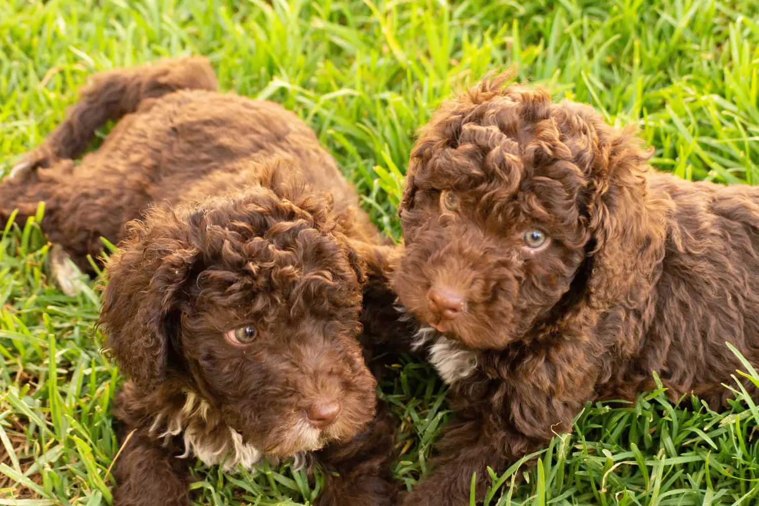 Einen Perro de Agua Español Welpen zu kaufen, bedeutet Verantwortung zu übernehmen! Perro de Agua Español Welpen kaufen.