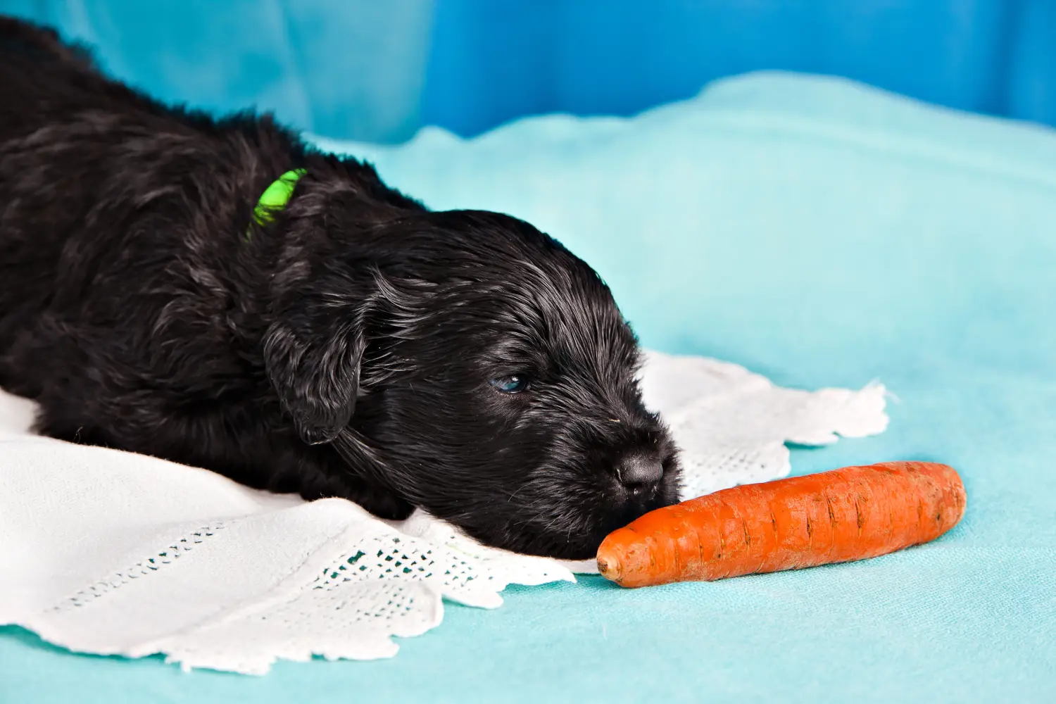 Einen Russischen Schwarzen Terrier Welpen zu kaufen, bedeutet Verantwortung zu übernehmen! Russischer Schwarzer Terrier Welpen kaufen.