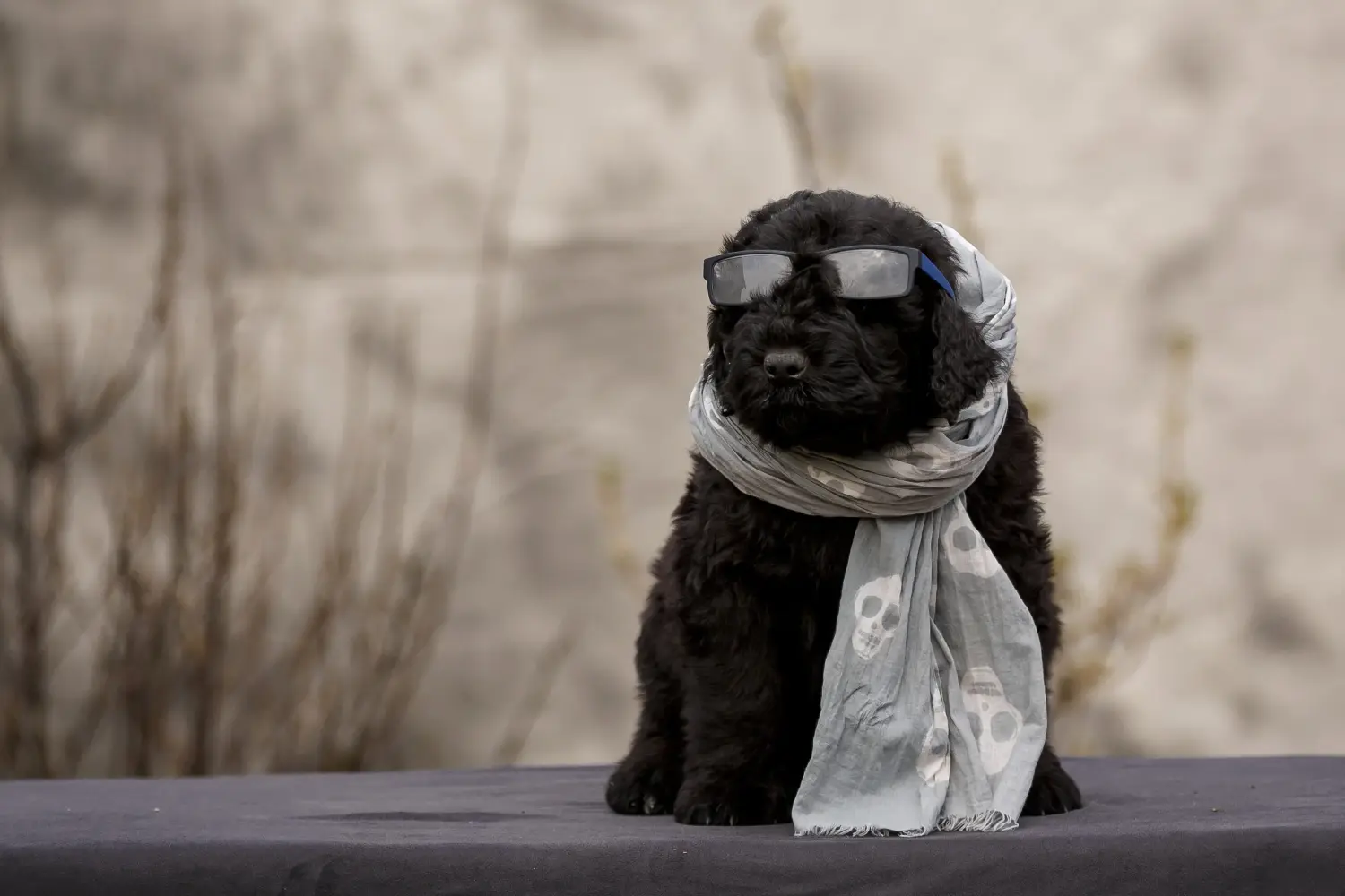 Einen Russischen Schwarzen Terrier Welpen zu kaufen, bedeutet Verantwortung zu übernehmen! Russischer Schwarzer Terrier Welpen kaufen.