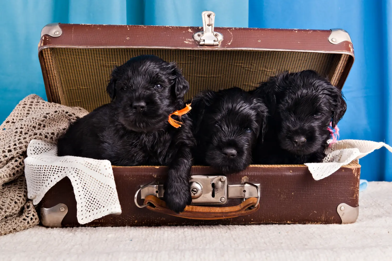 Einen Russischen Schwarzen Terrier Welpen zu kaufen, bedeutet Verantwortung zu übernehmen! Russischer Schwarzer Terrier Welpen kaufen.