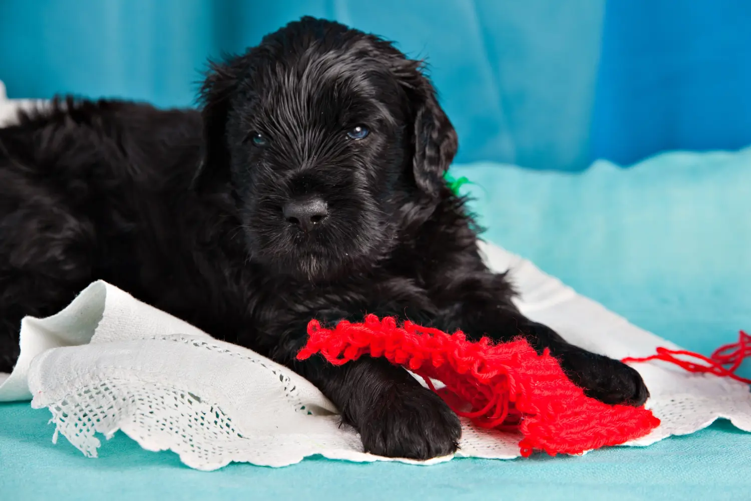 Einen Russischen Schwarzen Terrier Welpen zu kaufen, bedeutet Verantwortung zu übernehmen! Russischer Schwarzer Terrier Welpen kaufen.