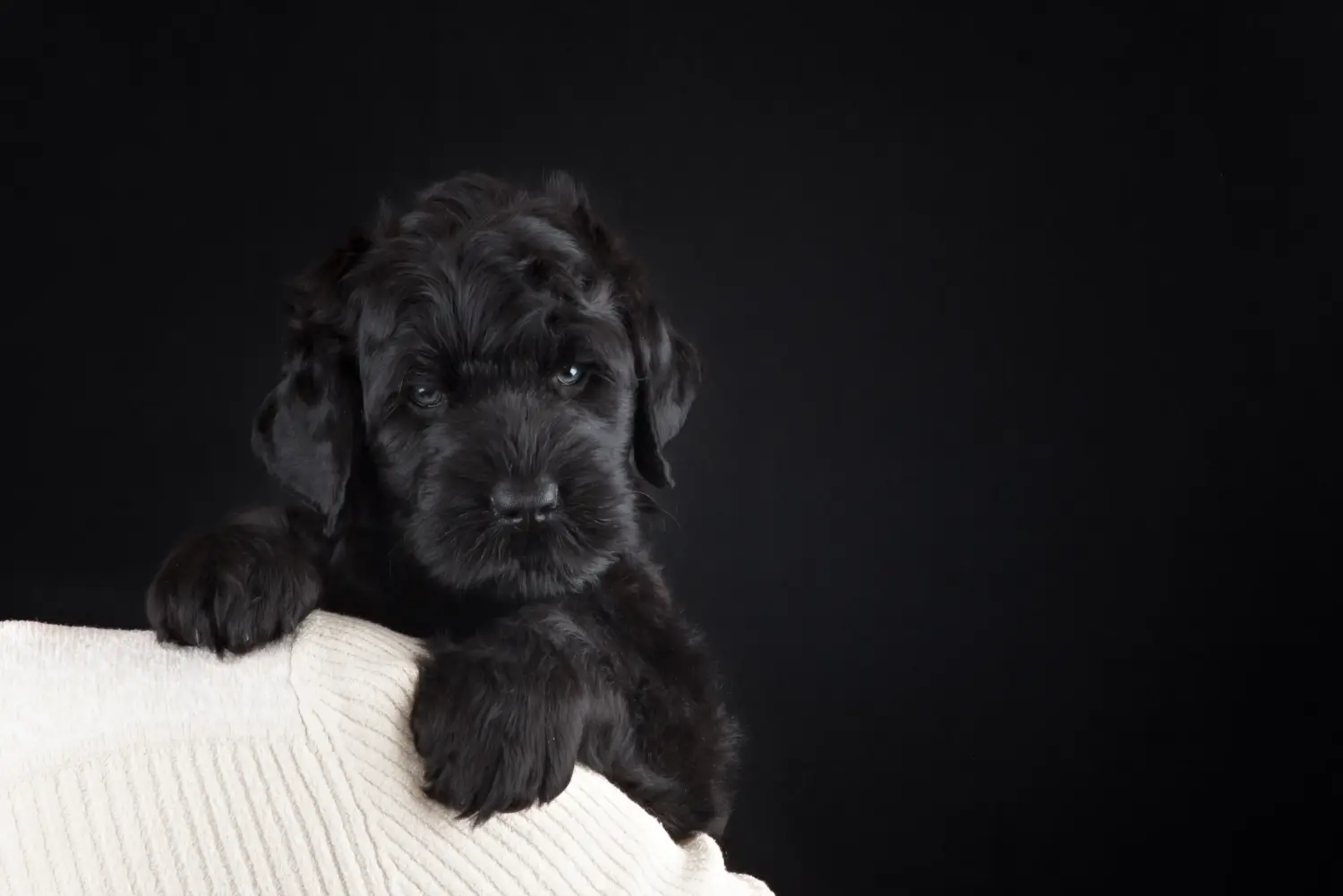 Einen Russischen Schwarzen Terrier Welpen zu kaufen, bedeutet Verantwortung zu übernehmen! Russischer Schwarzer Terrier Welpen kaufen.