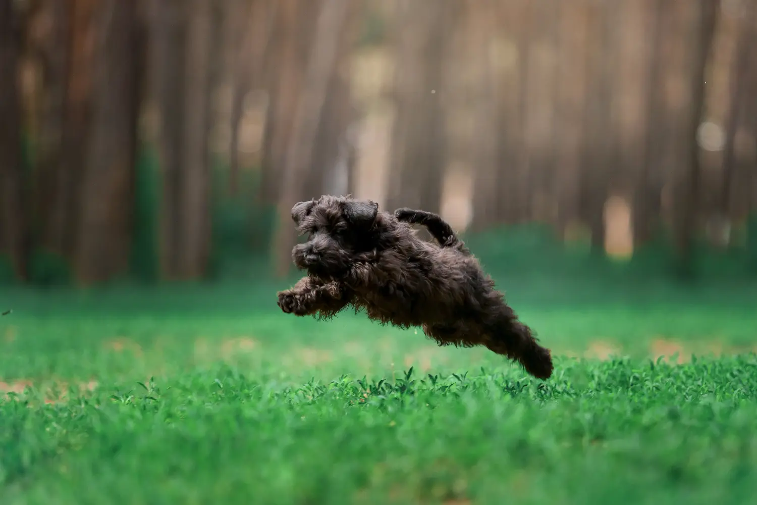 Einen Russischen Schwarzen Terrier Welpen zu kaufen, bedeutet Verantwortung zu übernehmen! Russischer Schwarzer Terrier Welpen kaufen.