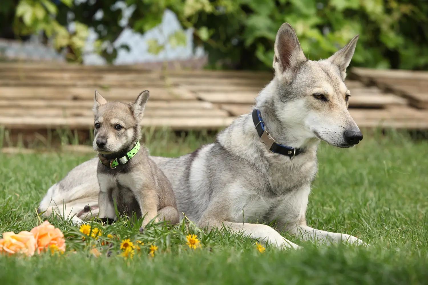 Einen Saarloos-Wolfhund Welpen zu kaufen, bedeutet Verantwortung zu übernehmen! Saarloos-Wolfhund Welpen kaufen.