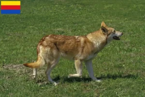 Mehr über den Artikel erfahren Saarloos-Wolfhund Züchter und Welpen in Nordholland