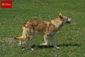 Mehr über den Artikel erfahren Saarloos-Wolfhund Züchter und Welpen in Okzitanien