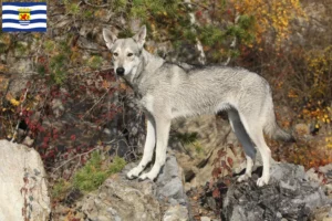 Mehr über den Artikel erfahren Saarloos-Wolfhund Züchter und Welpen in Zeeland