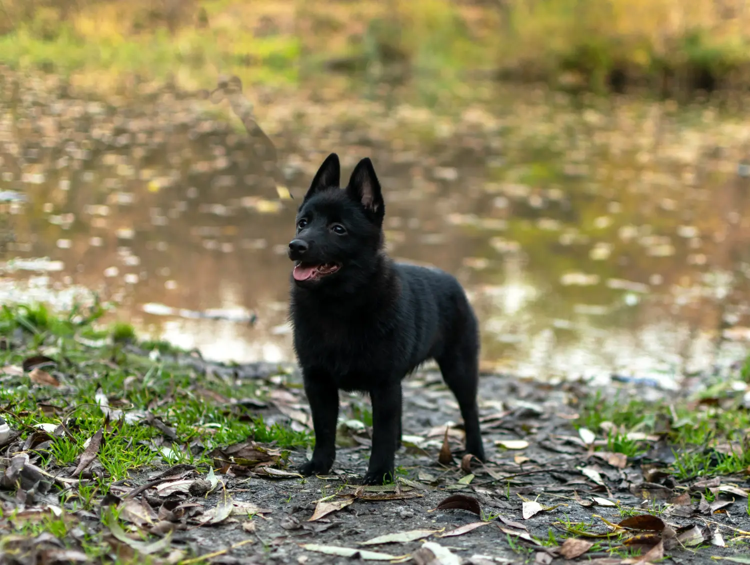 Einen Schipperke Welpen zu kaufen, bedeutet Verantwortung zu übernehmen! Schipperke Welpen kaufen.