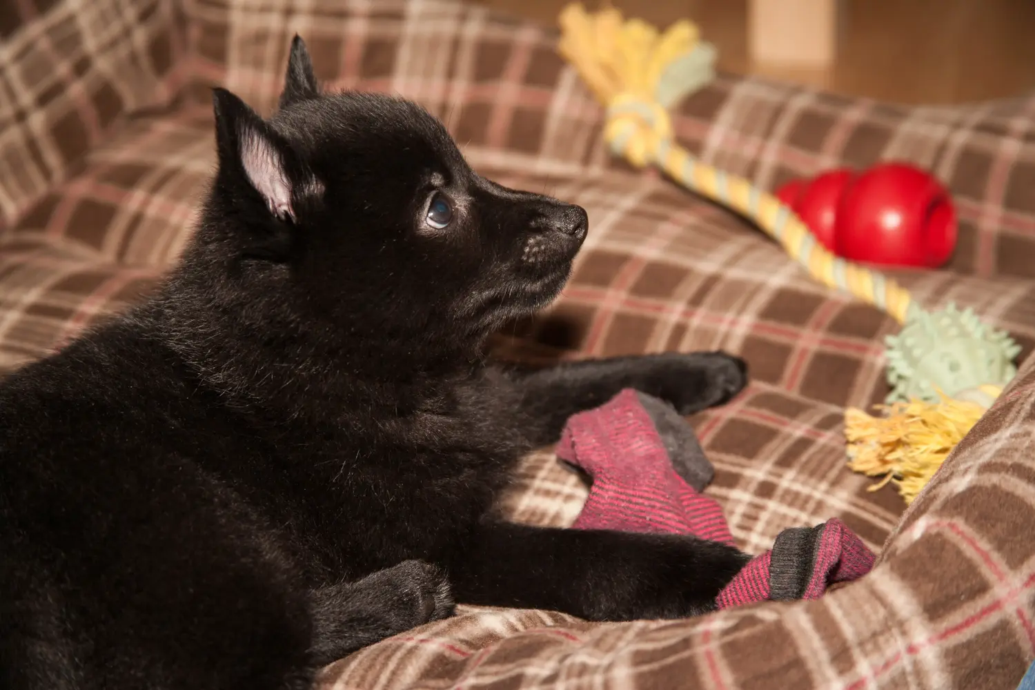 Einen Schipperke Welpen zu kaufen, bedeutet Verantwortung zu übernehmen! Schipperke Welpen kaufen.