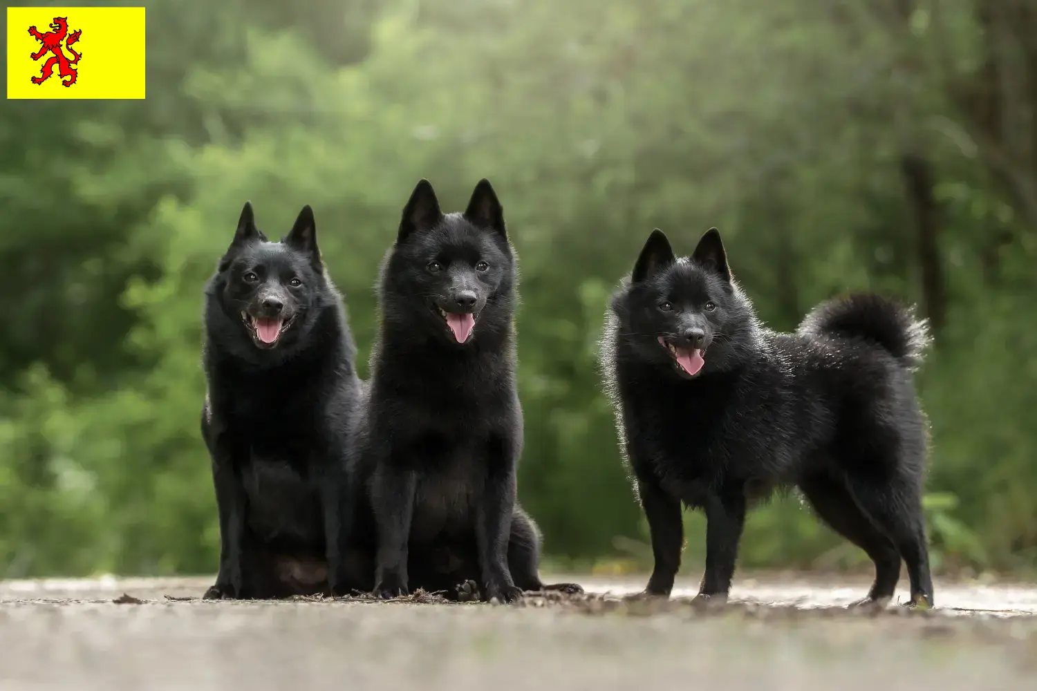 Schipperke Welpen und Züchter Südholland Hier findest Du Schipperkes Züchter in Südholland.