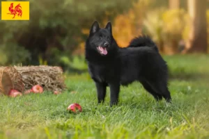 Mehr über den Artikel erfahren Schipperke Züchter und Welpen in Wallonische Region