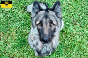 Mehr über den Artikel erfahren Sylvan Companion Dog Züchter und Welpen in Baden-Württemberg