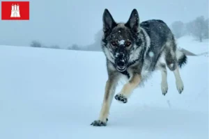 Mehr über den Artikel erfahren Sylvan Companion Dog Züchter und Welpen in Hamburg
