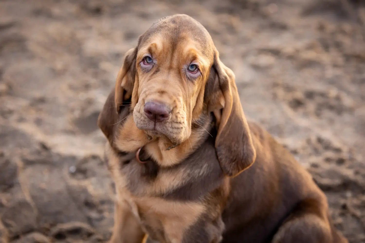 Einen Bloodhound Welpen zu kaufen, bedeutet Verantwortung zu übernehmen! Bloodhound Welpen kaufen.