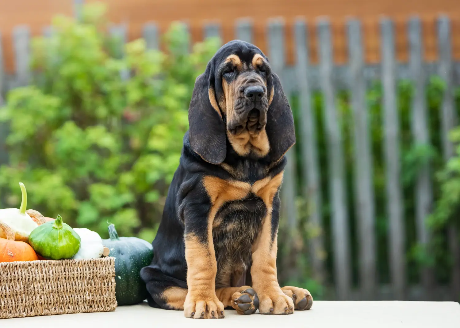 Einen Bloodhound Welpen zu kaufen, bedeutet Verantwortung zu übernehmen! Bloodhound Welpen kaufen.