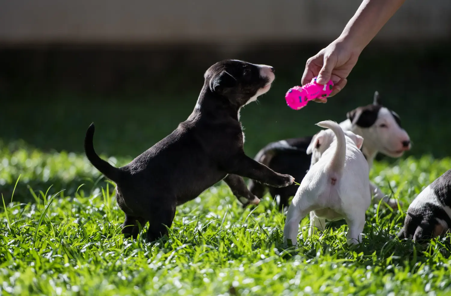 Einen Bull Terrier Welpen zu kaufen, bedeutet Verantwortung zu übernehmen! Bull Terrier Welpen kaufen.