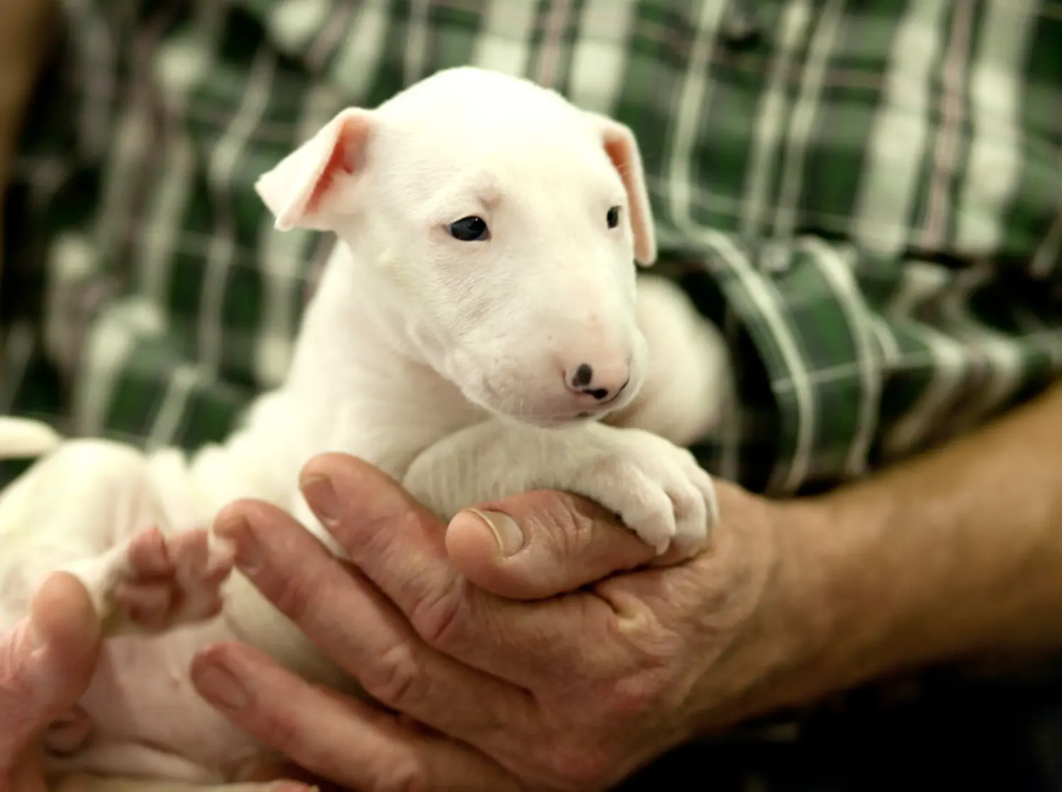 Einen Bull Terrier Welpen zu kaufen, bedeutet Verantwortung zu übernehmen! Bull Terrier Welpen kaufen.